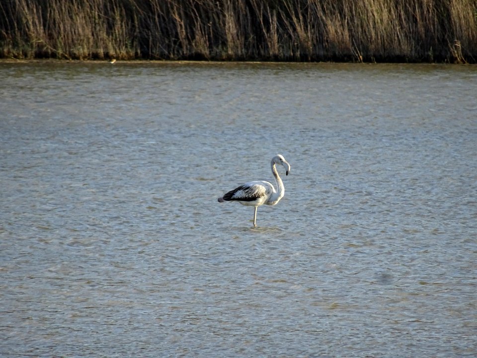 Flamand rose (devenu blanc car ne mangeant plus de crevett… 
