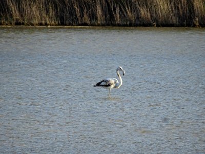 Flamand rose (devenu blanc car ne mangeant plus de crevett… 