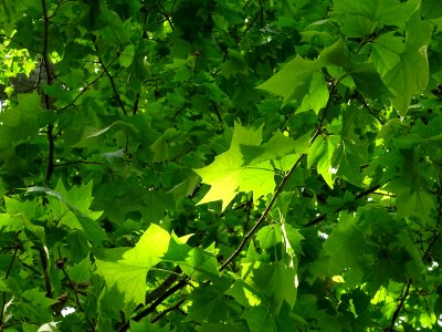 Feuilles du Platane commun, Platanus * acerifolia, Platana… 