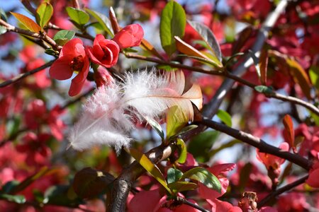 Bird feather red flowers bush