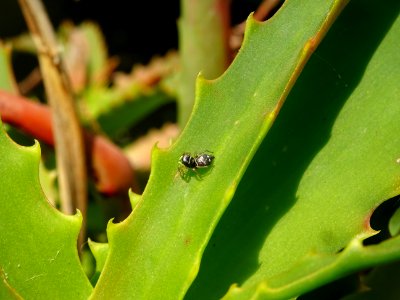 Araignée sur un Aloès arborescent, Aloe arborescens, Aloéa… 