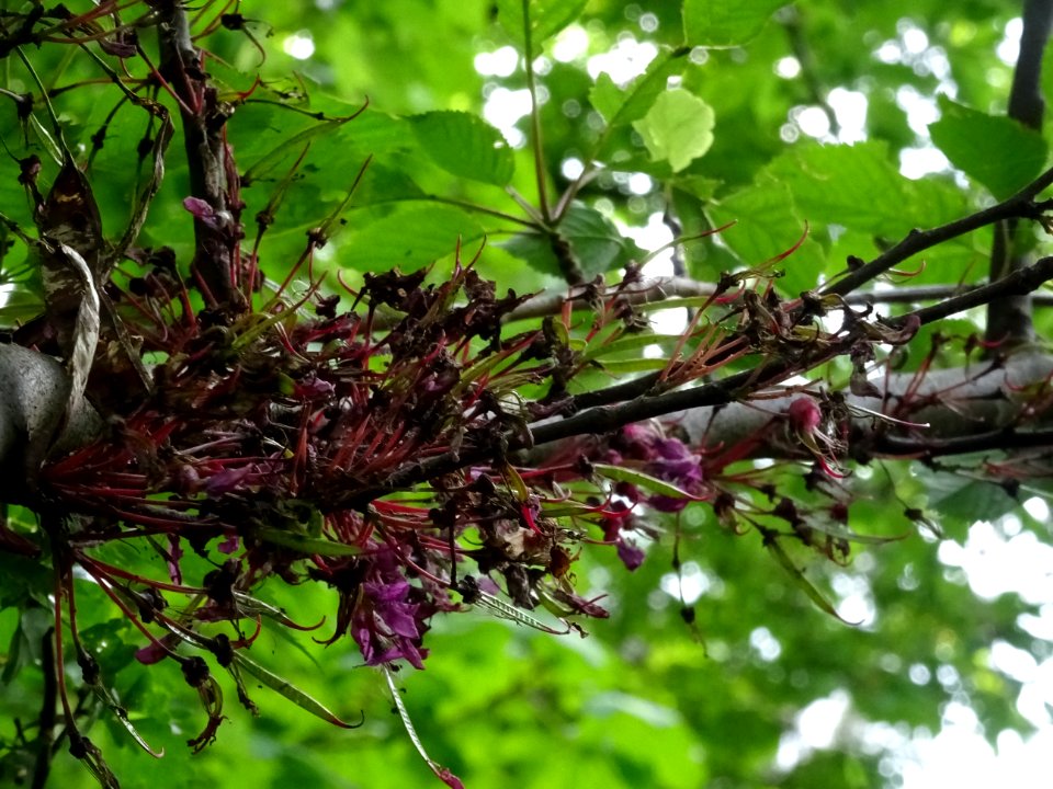 Fleurs fanées de l'Arbre de Judée, Cercis siliquastrum, Cé… 