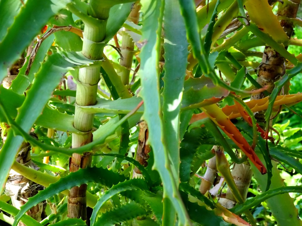 Aloès arborescent, Aloe arborescens, Aloéacées 