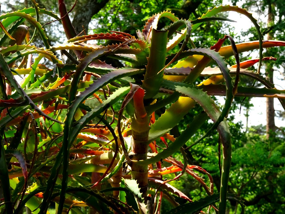 Aloès arborescent, Aloe arborescens, Aloéacées 
