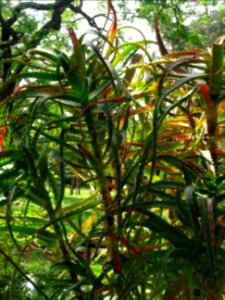 Aloès arborescent, Aloe arborescens, Aloéacées 