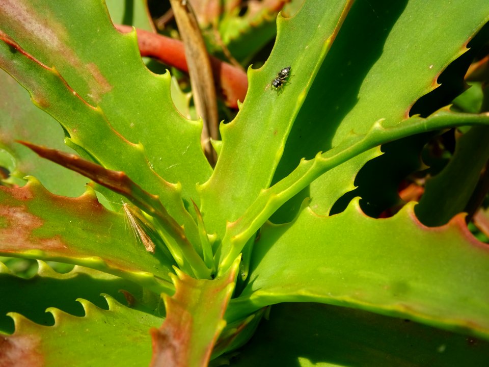 Araignée sur un Aloès arborescent, Aloe arborescens, Aloéa… 