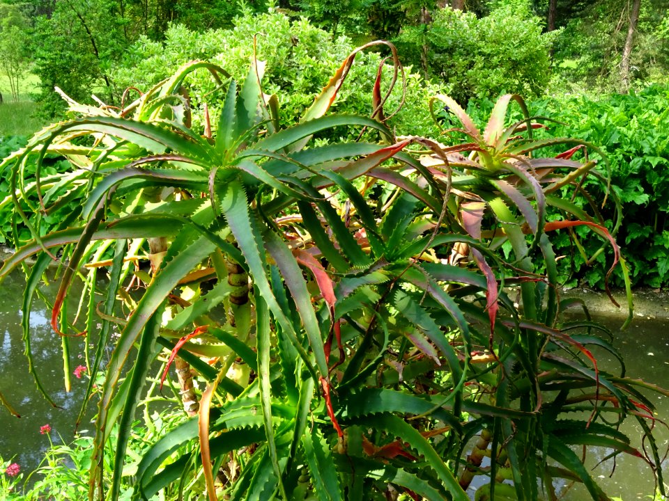 Aloès arborescent, Aloe arborescens, Aloéacées 
