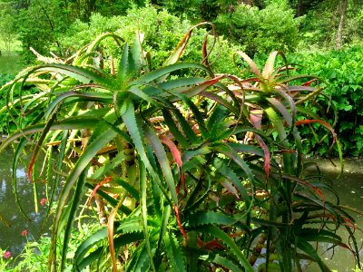 Aloès arborescent, Aloe arborescens, Aloéacées 