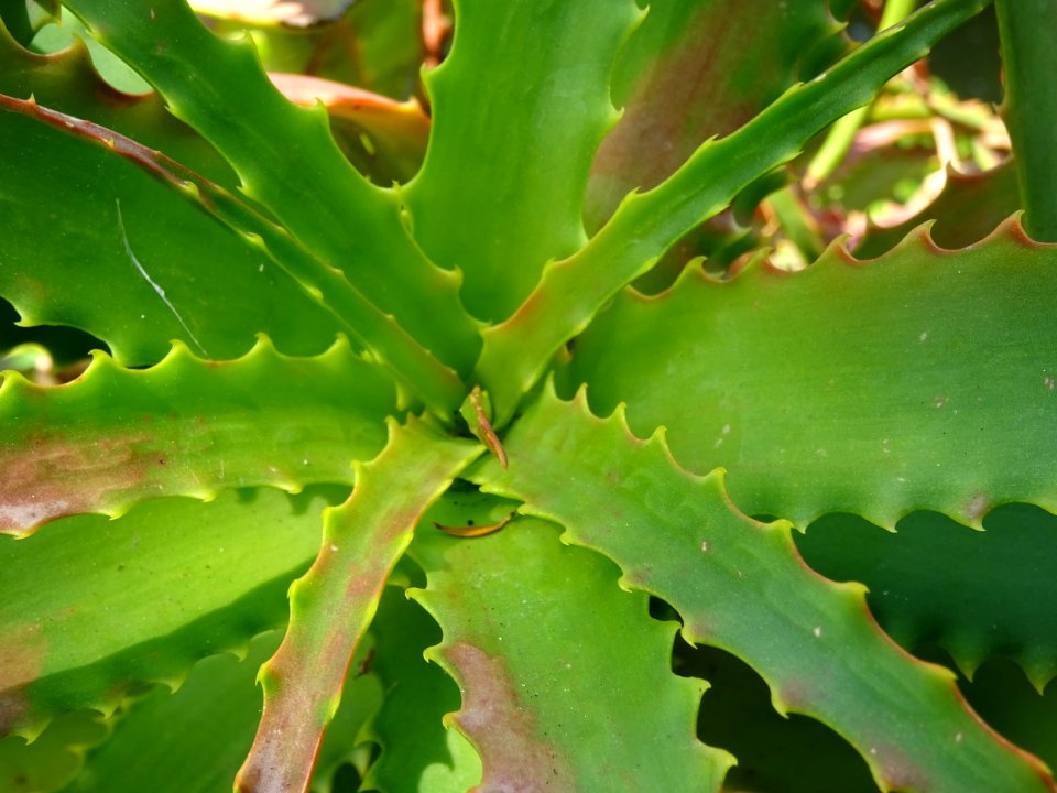 Aloès arborescent, Aloe arborescens, Aloéacées 