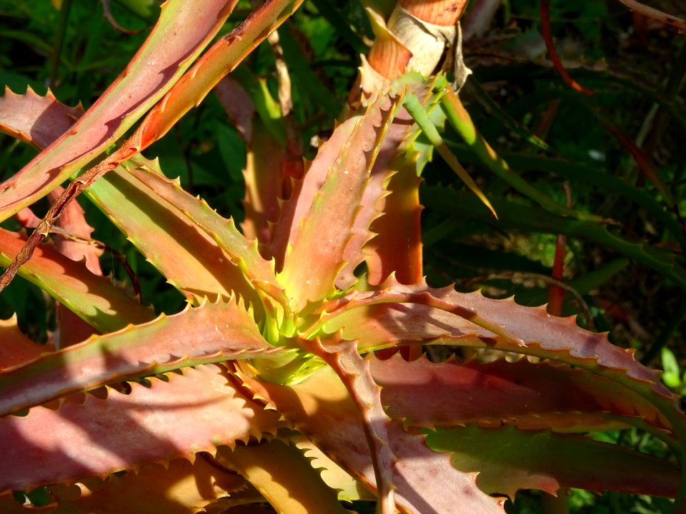 Aloès arborescent, Aloe arborescens, Aloéacées 
