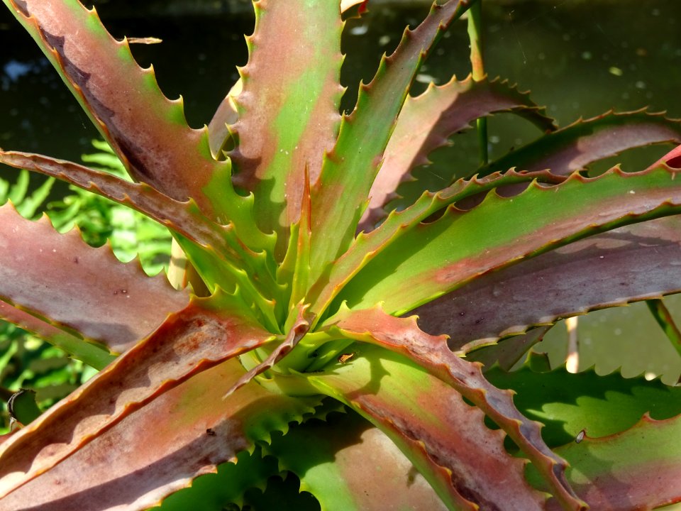 Aloès arborescent, Aloe arborescens, Aloéacées 