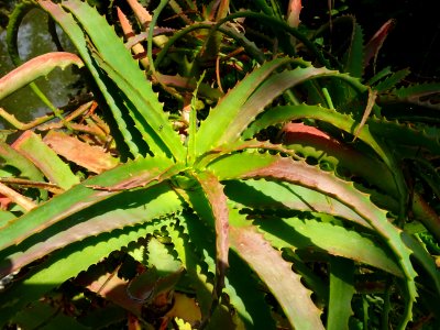 Aloès arborescent, Aloe arborescens, Aloéacées 