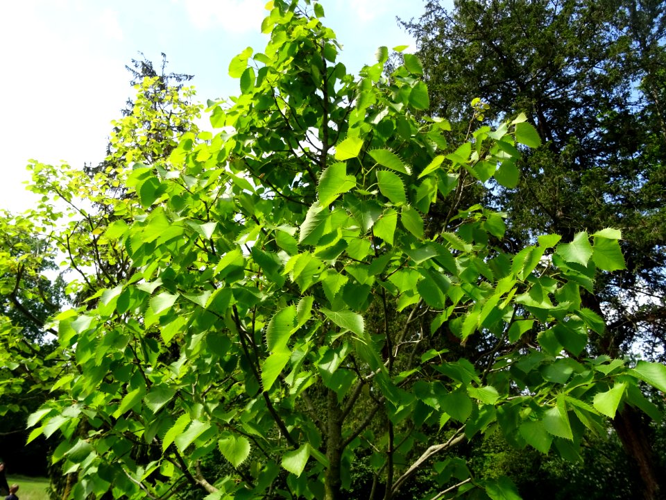Feuilles du Tilleul de Henry, Tilia henryana, Tiliacées 