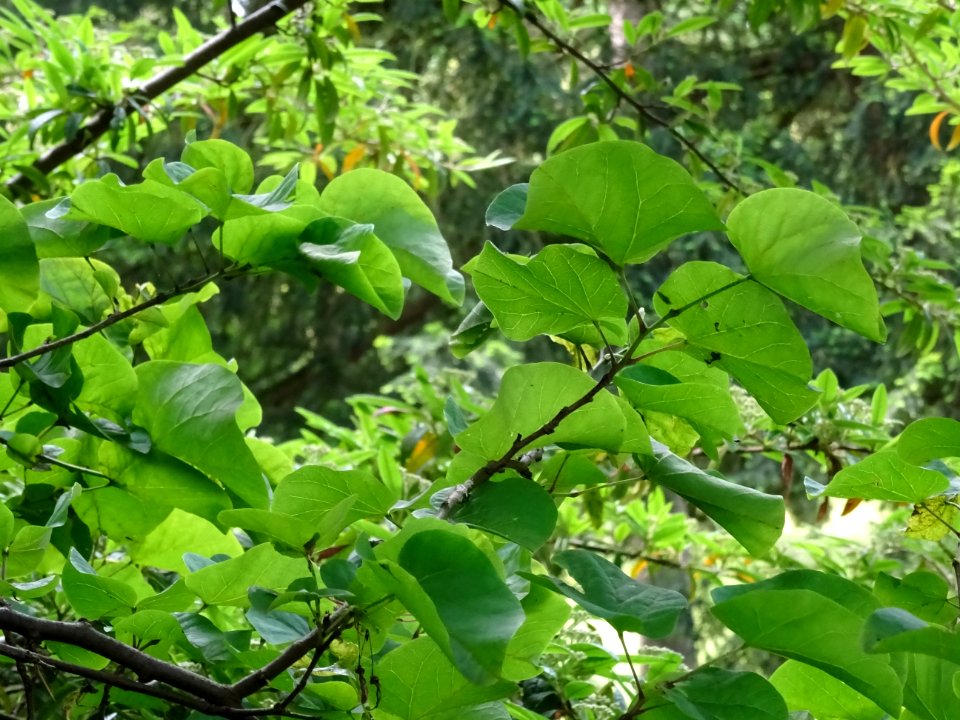 Feuilles de l'Arbre de Judée, Cercis siliquastrum, Césalpi… 