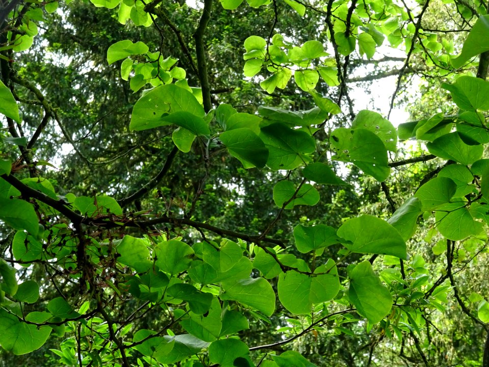 Feuilles de l'Arbre de Judée, Cercis siliquastrum, Césalpi… 