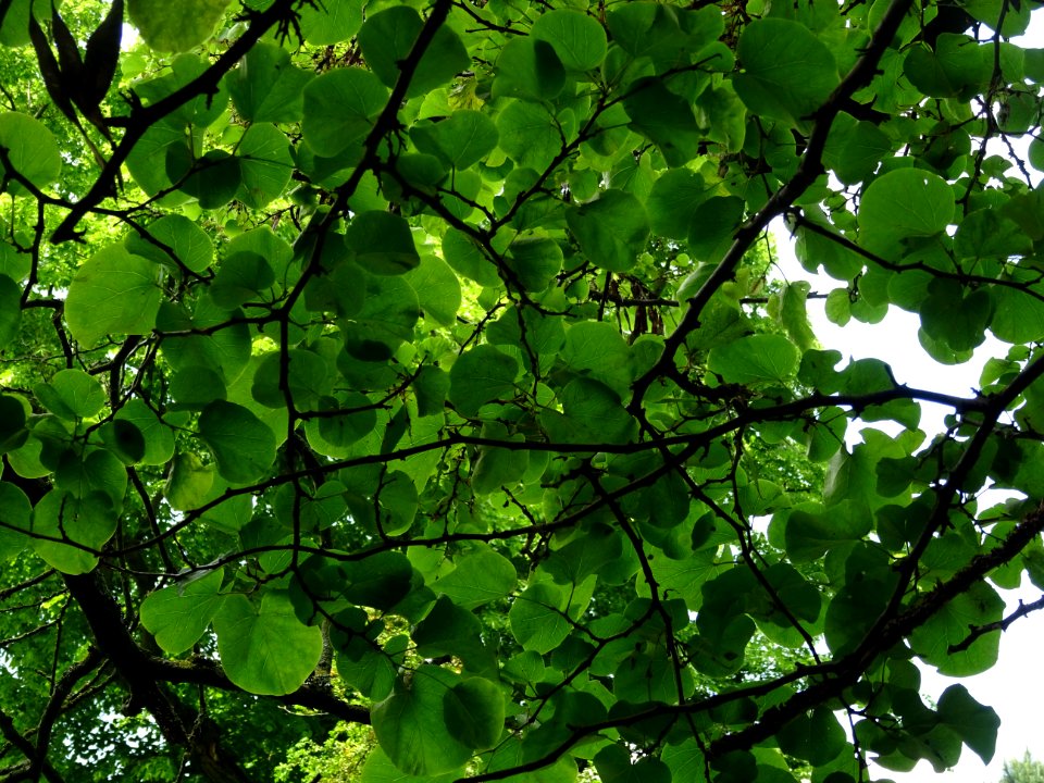 Feuilles de l'Arbre de Judée, Cercis siliquastrum, Césalpi… 