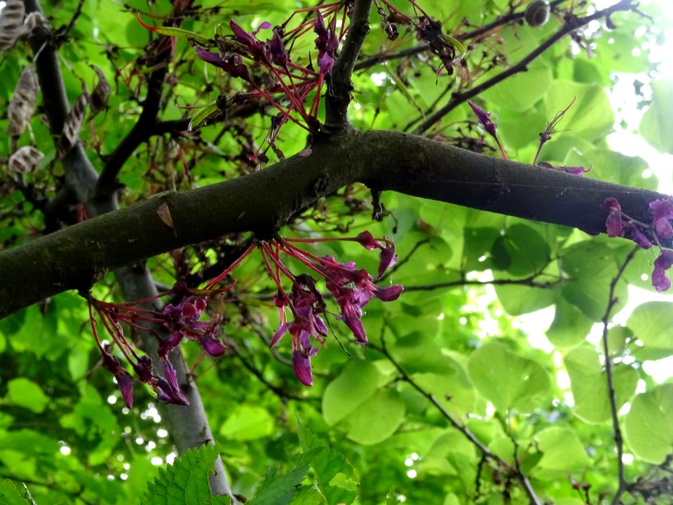Fleurs fanées de l'Arbre de Judée, Cercis siliquastrum, Cé… 