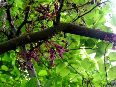 Fleurs fanées de l'Arbre de Judée, Cercis siliquastrum, Cé… photo