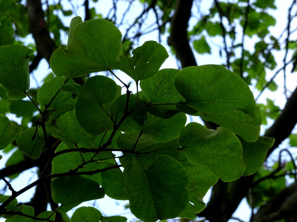 Feuilles de l'Arbre de Judée, Cercis siliquastrum, Césalpi… 