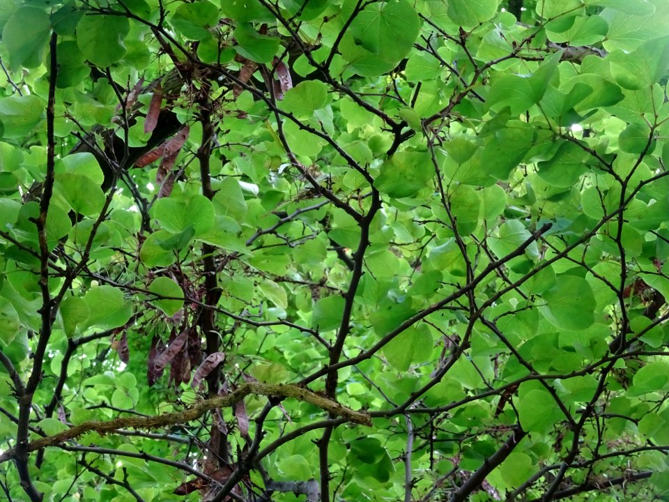 Gousses et feuilles de l'Arbre de Judée, Cercis siliquastr… 
