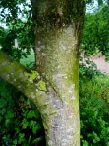 Tronc du Tilleul de Mongolie ou Tilleul à feuilles de vign… 