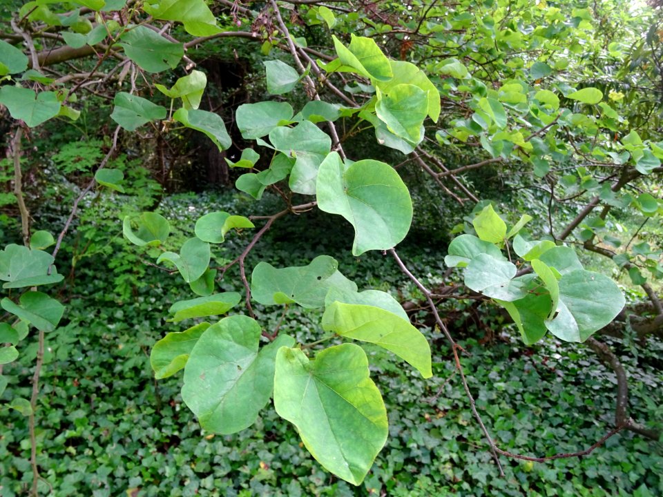 Feuilles de l'Arbre de Judée, Cercis siliquastrum, Césalpi… 