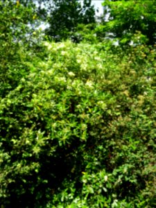 Feuilles et fleurs du Pittospore du Japon, Pittosporum tob… 