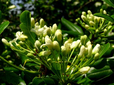 Feuilles et fleurs du Pittospore du Japon, Pittosporum tob… 