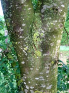 Tronc du Tilleul de Mongolie ou Tilleul à feuilles de vign… 