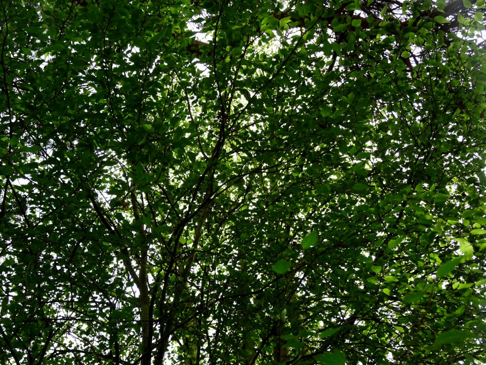 Bouleau ... , Betula , Betulacées 