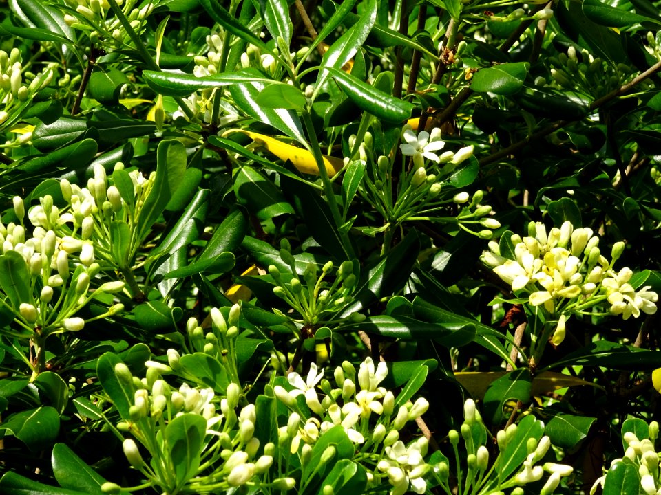 Feuilles et fleurs du Pittospore du Japon, Pittosporum tob… 
