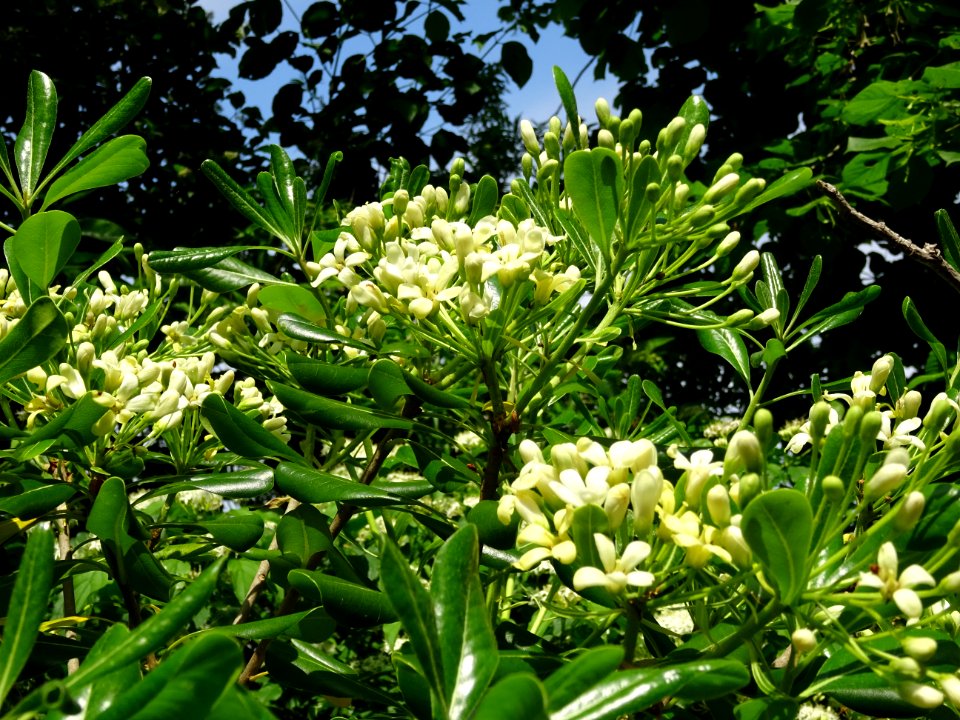 Feuilles et fleurs du Pittospore du Japon, Pittosporum tob… 
