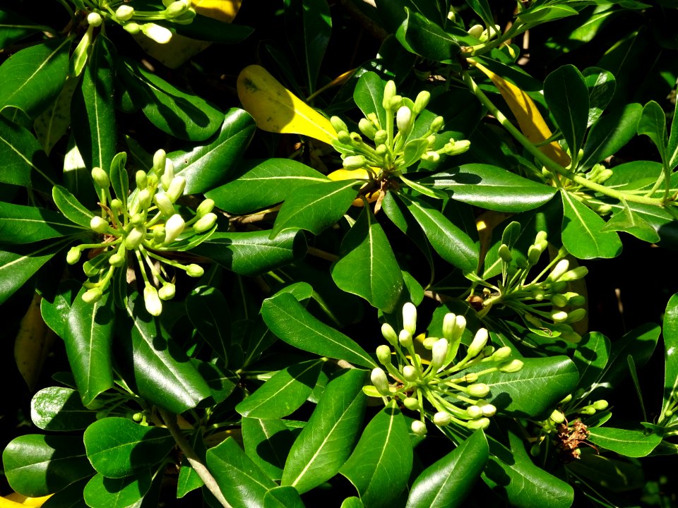 Feuilles et fleurs du Pittospore du Japon, Pittosporum tob… 