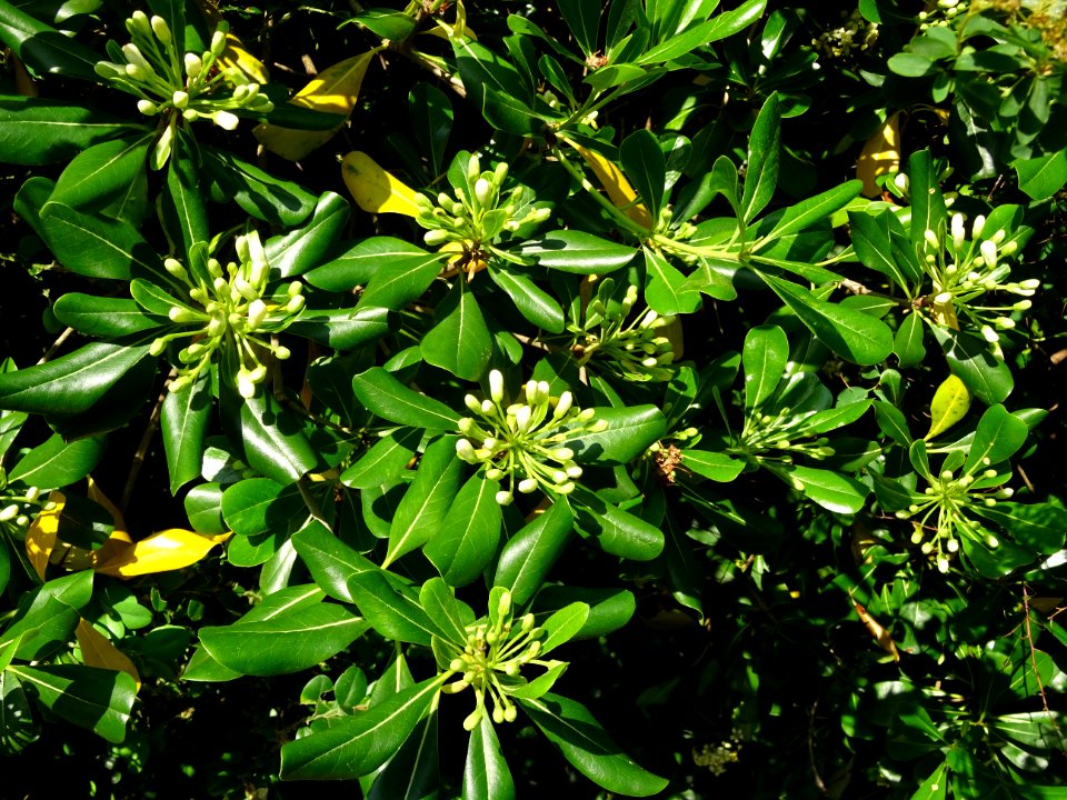 Feuilles et fleurs du Pittospore du Japon, Pittosporum tob… 