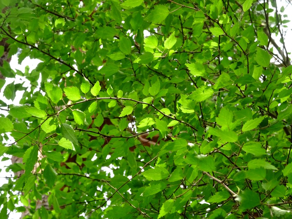 Bouleau ... , Betula , Betulacées 