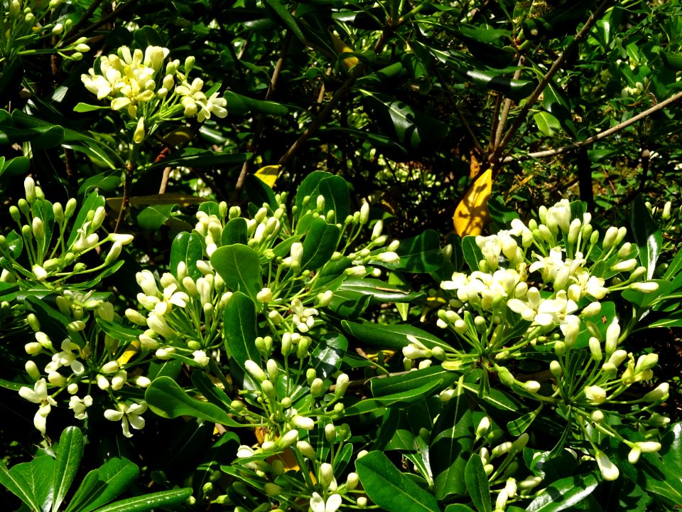 Feuilles et fleurs du Pittospore du Japon, Pittosporum tob… 