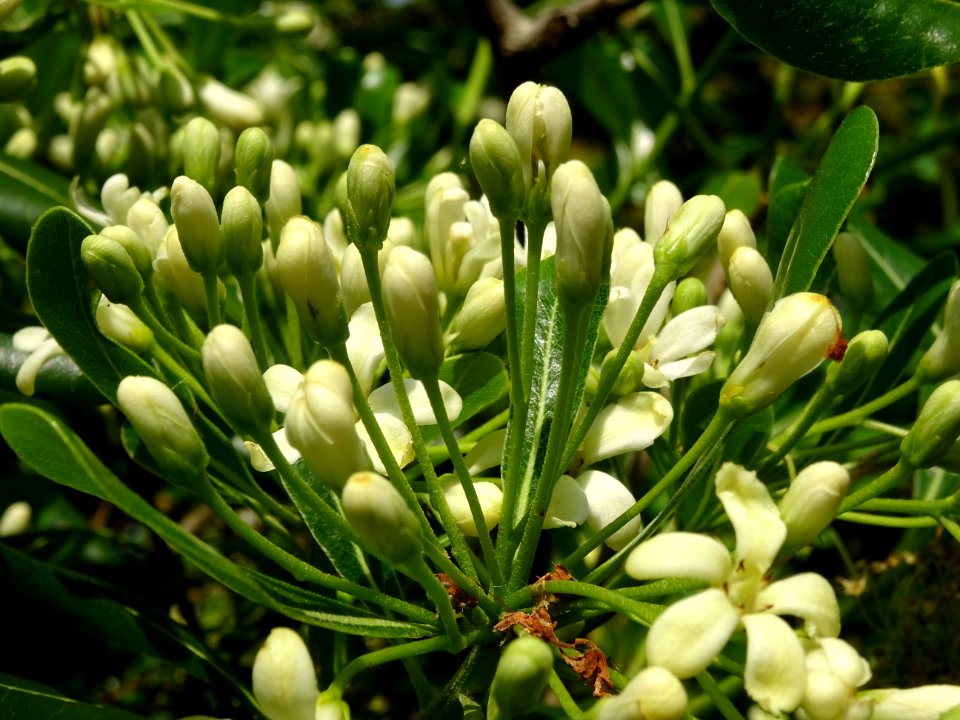 Feuilles et fleurs du Pittospore du Japon, Pittosporum tob… 