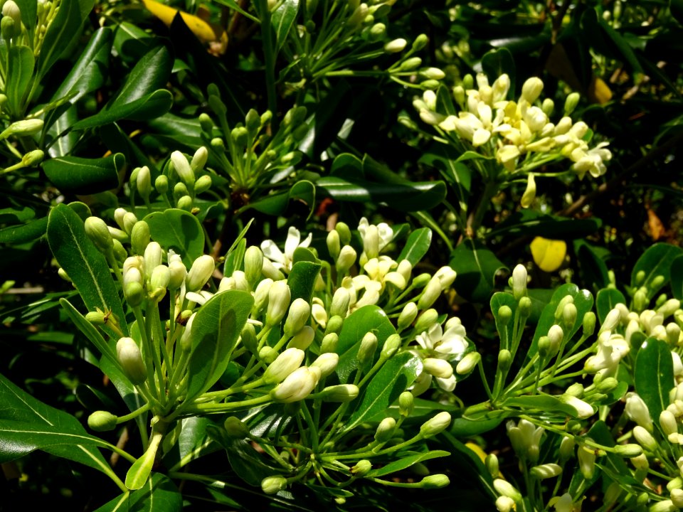 Feuilles et fleurs du Pittospore du Japon, Pittosporum tob… 