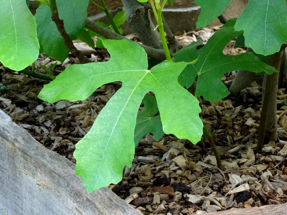 Feuilles du Figuier commun, Ficus carica, Moracées 
