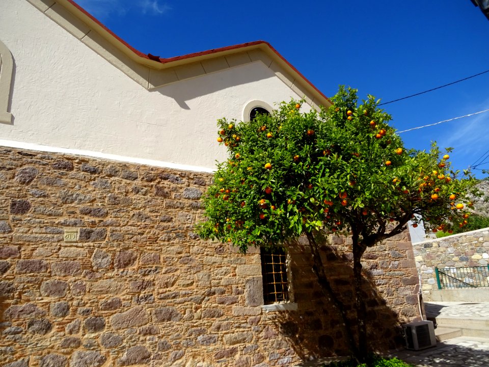 Oranger près de l'église d'Asomaton Taxiarchon, l'église d… 