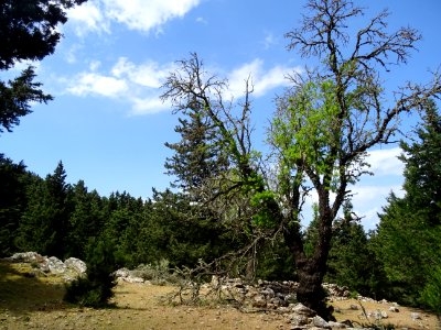 Amandier, Prunus dulcis, Rosacées 