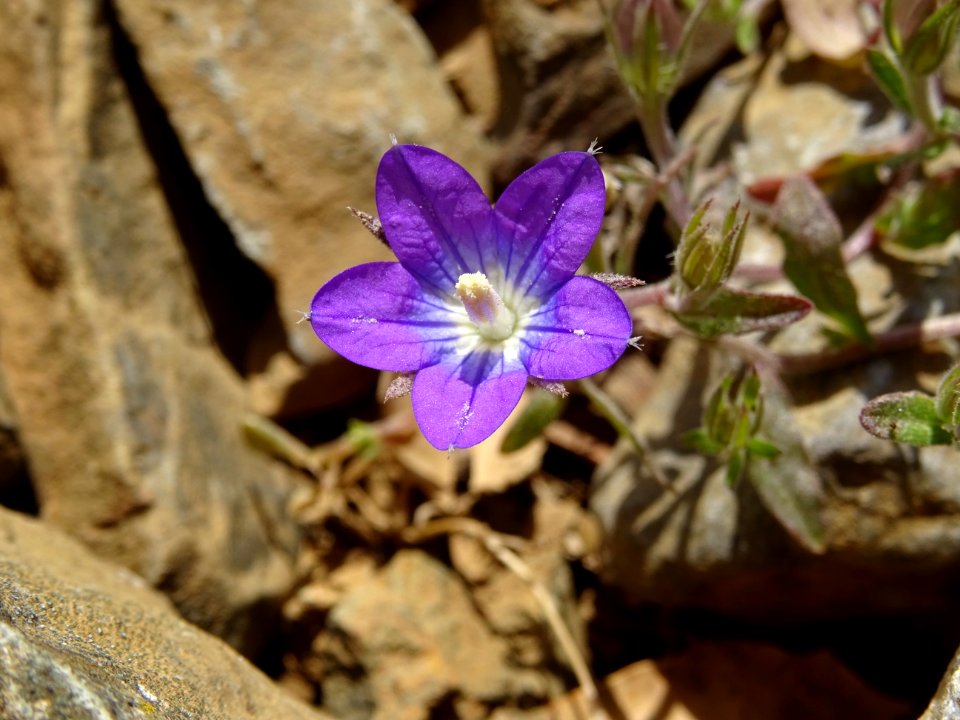 Spéculaire pentagonale, Legousia pentagonia, Campanulacées… 