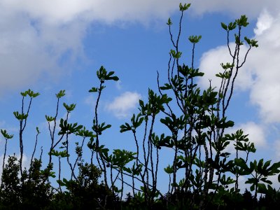 Feuilles et fruits de figuier, Ficus carica, Moracées 