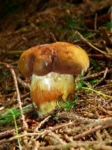 Rac mushroom forest mushroom photo