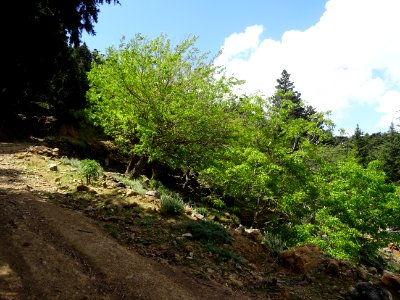 Dans une courbe de la piste forestière, un tilleul 