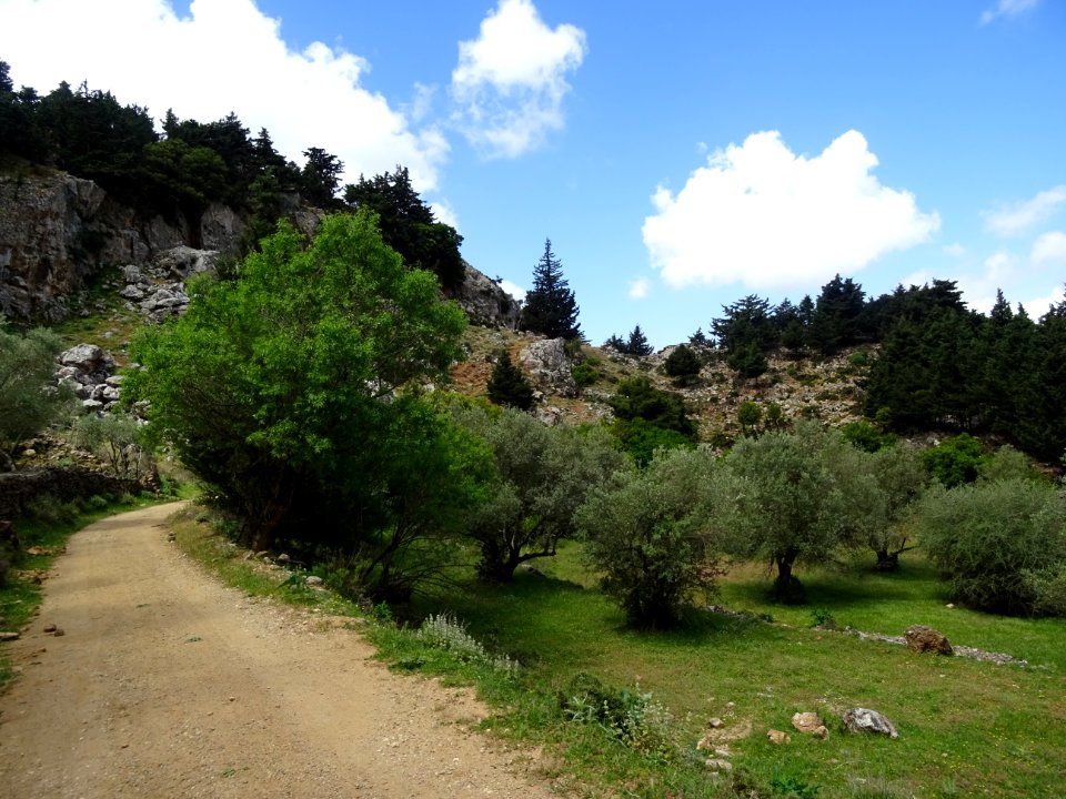 Oliviers et cyprès 