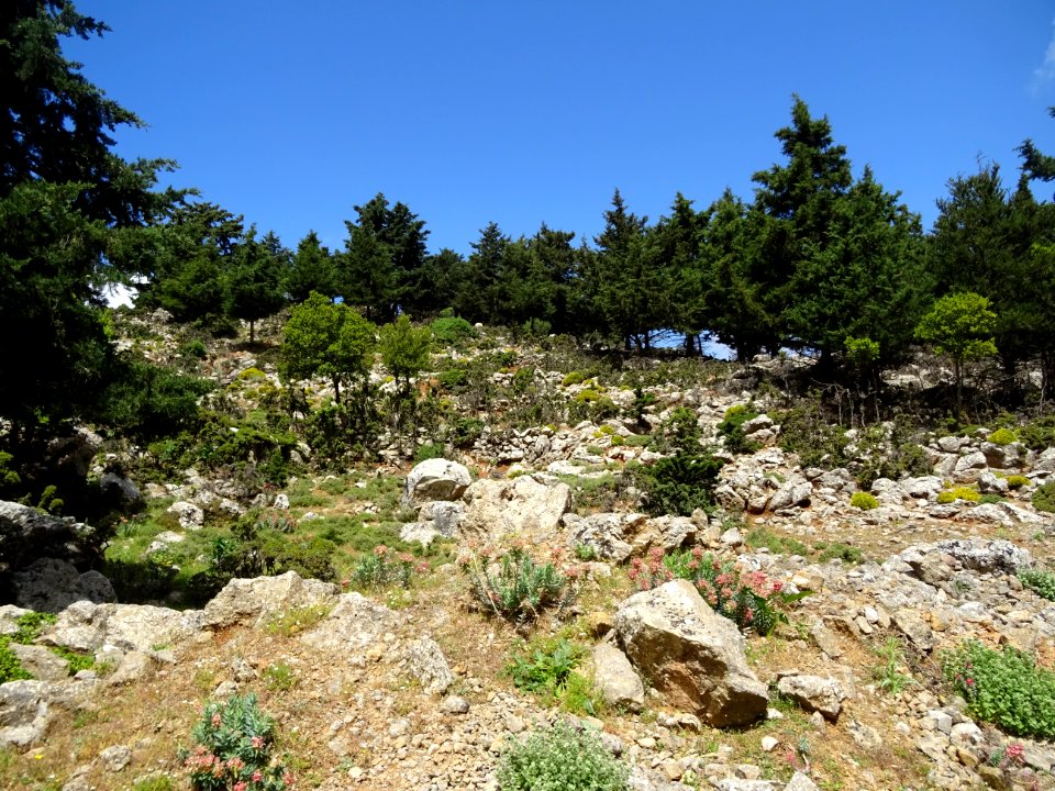 Des cyprès partout 