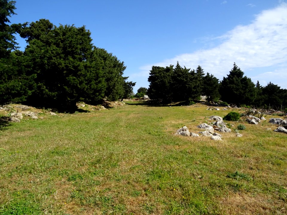 Un pré plat et entouré de cyprès, parc à chèvres ? 