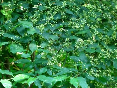 Fusain d'Europe, Euonymus europaeus, Célastracées photo