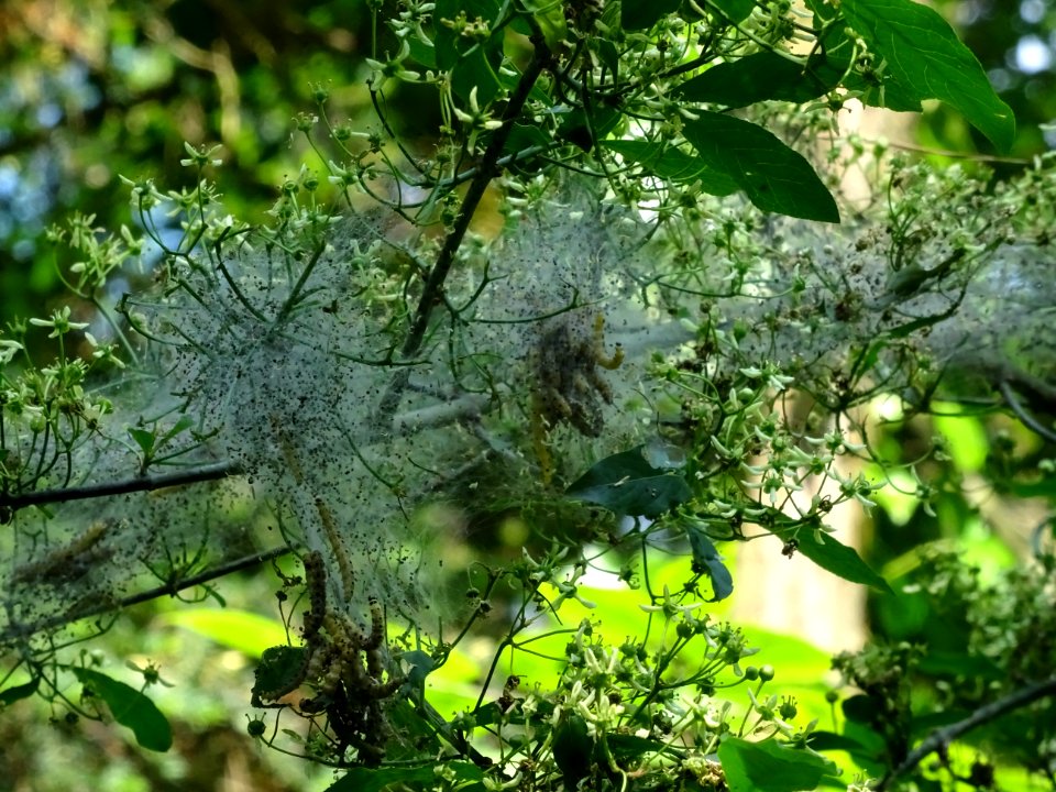 Invasion de chenilles sur le Fusain d'Europe, Euonymus eur… 